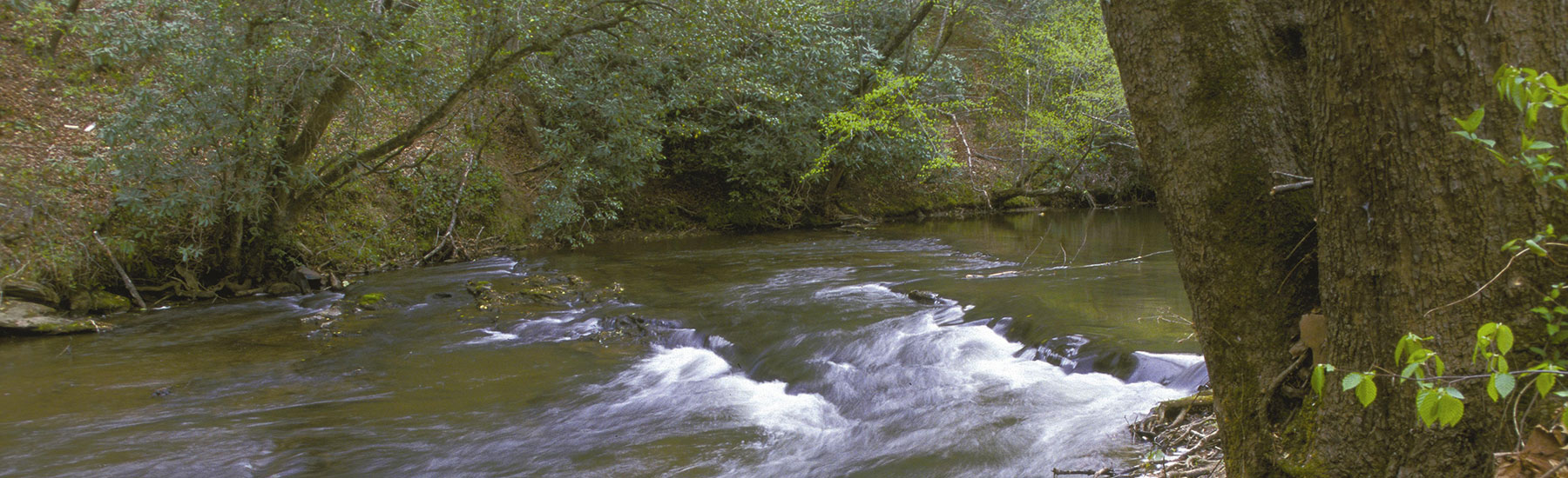 Dan River – Stokes/Rockingham/Caswell County - Piedmont Land Conservancy