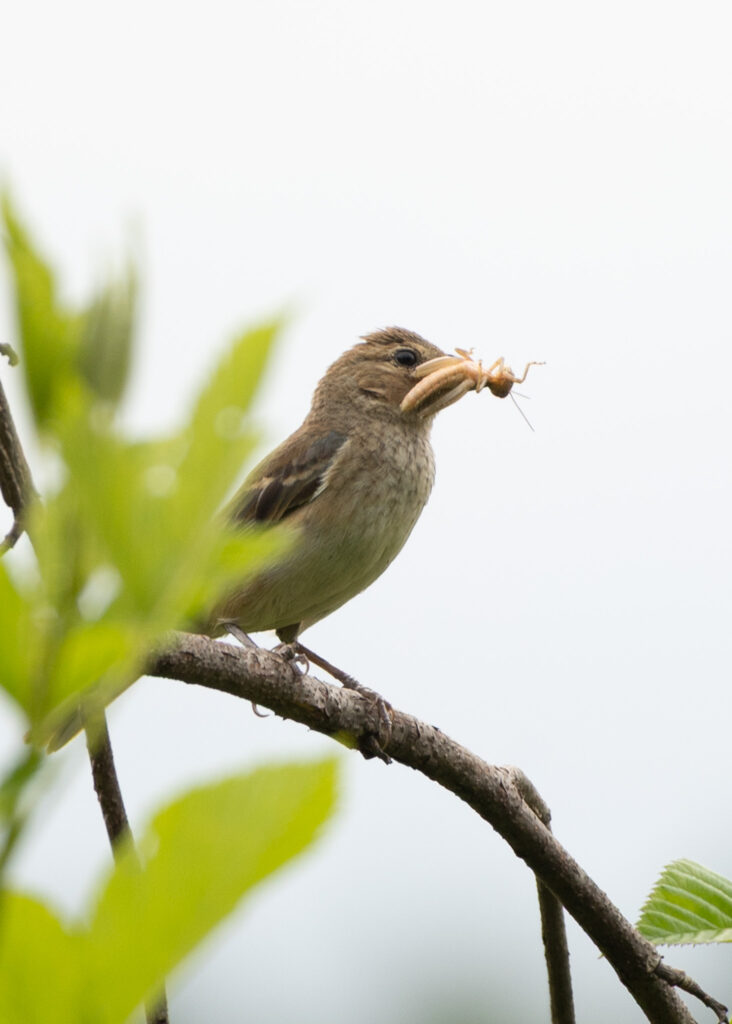 A female Indigo Bunting perches on a shrub with a grasshopper clamped in her beak