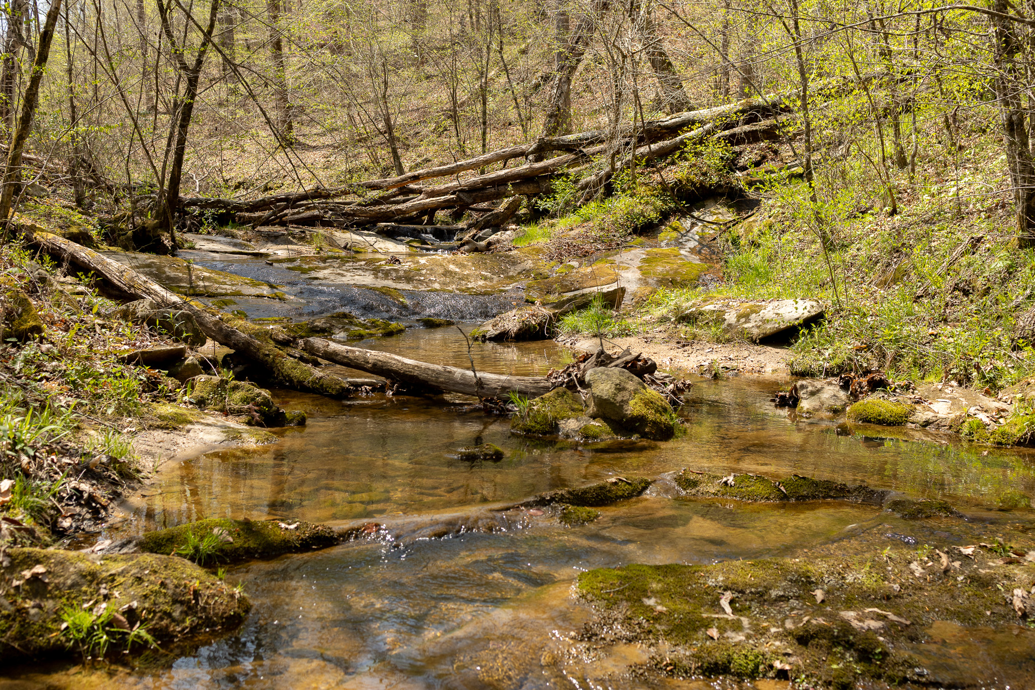 A Rare Flower Finds Refuge - Piedmont Land Conservancy