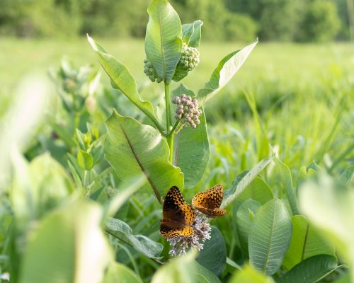 Bashavia Milkweed butterfly 5