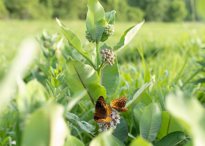 Bashavia Milkweed butterfly 5