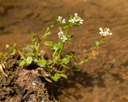 Best Property_Small anthered bittercress