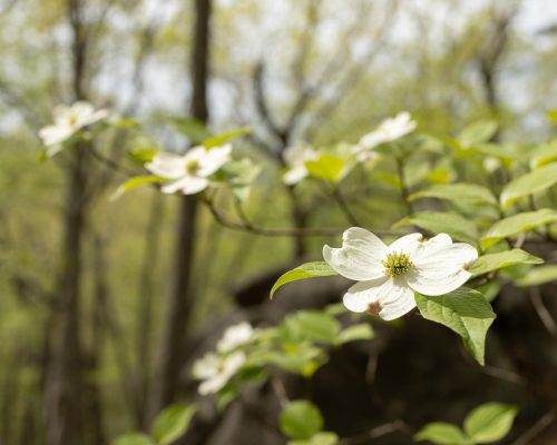 Dogwood at Ridges Mtn
