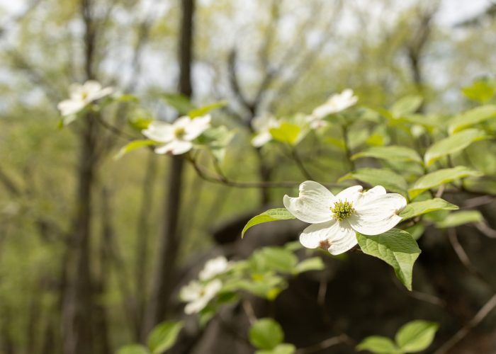 Dogwood at Ridges Mtn