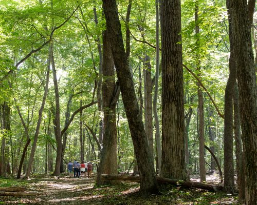 Guilford Woods Summer_Tour Group
