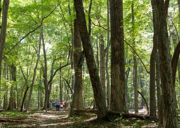 Guilford Woods Summer_Tour Group