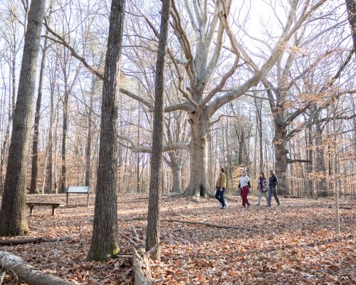 Guilford Woods Winter
