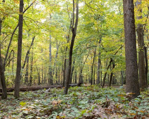 Guilford Woods in Fall