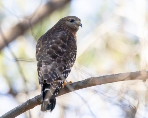 Red shouldered hawk at Bashavia