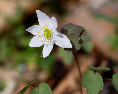 Rue Anemone