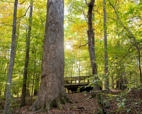 A 400+ year old Tulip Tree, known at the Witness Tree, stands tall on the landscape