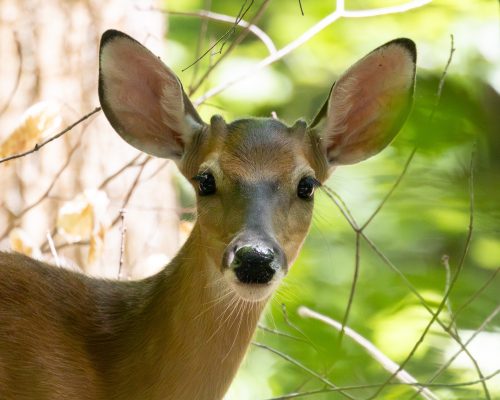 White-tailed deer call are often found in Guilford Woods