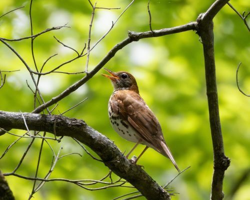 A Wood Thrush sings boldly in Guilford Woods