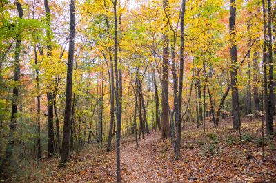 trail in the fall